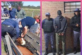 COLONIA ELISA: Secuestraron Animales Bovinos Y Detuvieron A Un Hombre Por Supuesto Abigeato | Último momento en Chaco