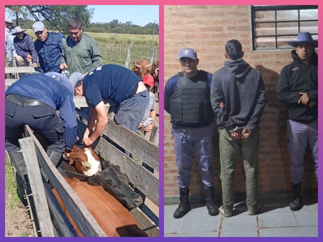COLONIA ELISA: Secuestraron Animales Bovinos Y Detuvieron A Un Hombre Por Supuesto Abigeato | Último momento en Chaco
