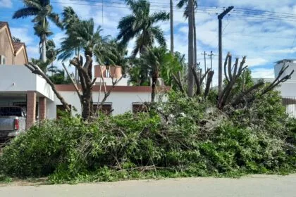 Sáenz Peña: La Municipalidad recuerda que está prohibida la poda del arbolado público