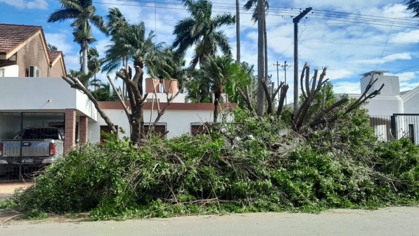 Sáenz Peña: La Municipalidad recuerda que está prohibida la poda del arbolado público