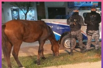 SÁENZ PEÑA: Recuperaron Una Yegua Sustraída Tras Un Seguimiento Policial | Último momento en Chaco