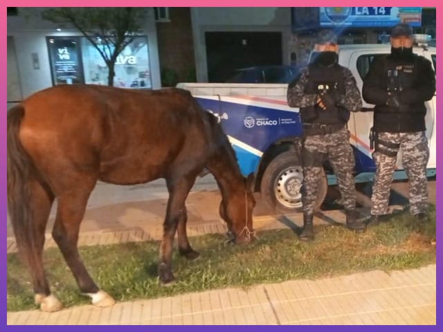 SÁENZ PEÑA: Recuperaron Una Yegua Sustraída Tras Un Seguimiento Policial | Último momento en Chaco