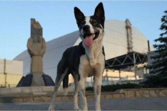 La fauna de Chernóbil, bajo la lupa: los cambios que experimentaron los animales tras el desastre nuclear